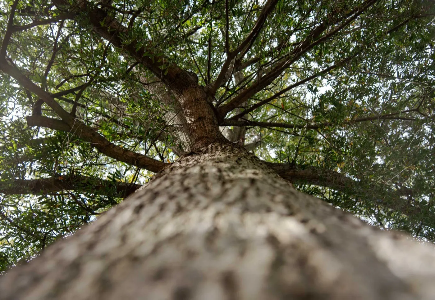 A mature tree viewed from its trunk into the canopy