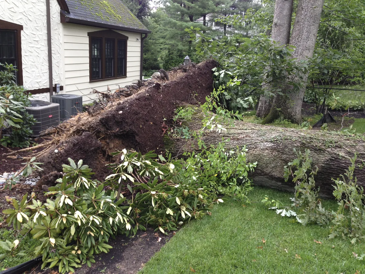 An uprooted landscape tree beside a house, showing the exposed root plate and fallen trunk