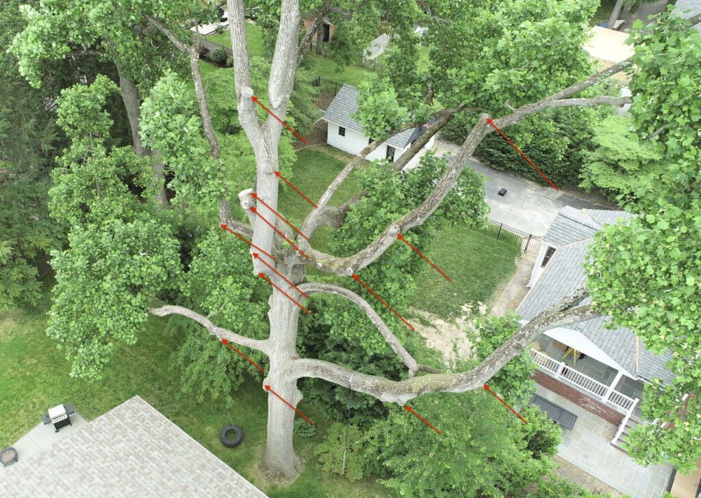 Aerial Tree Assessments using drones