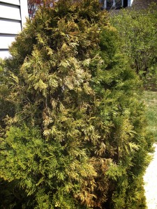 Evergreen winter burn