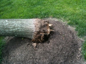 Basal decay and girdling