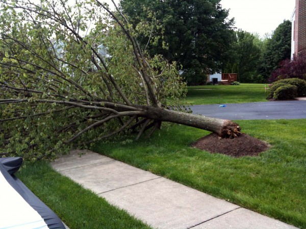 Mulch volcano damage