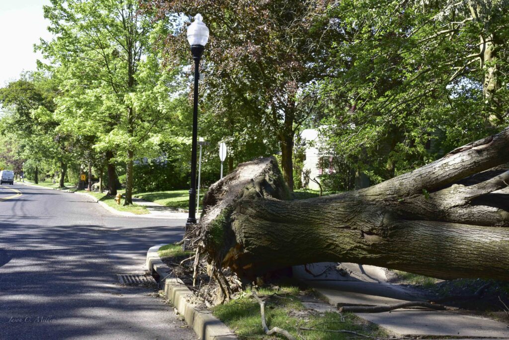 Tree failure next to new sidewalk and curbing