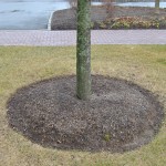 No visible root flare