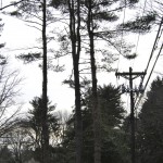 White pines with starving roots