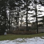 White pines excessively pruned