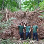 The underside of an uprooted oak showing tree roots