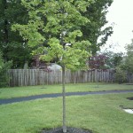 Young maple tree