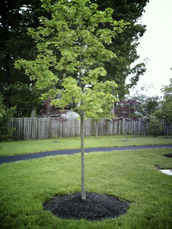 Young maple tree