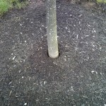 Air-gap around stem indicating movement