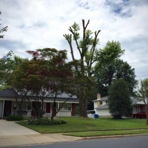 Topped tree