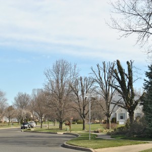 Tree topping