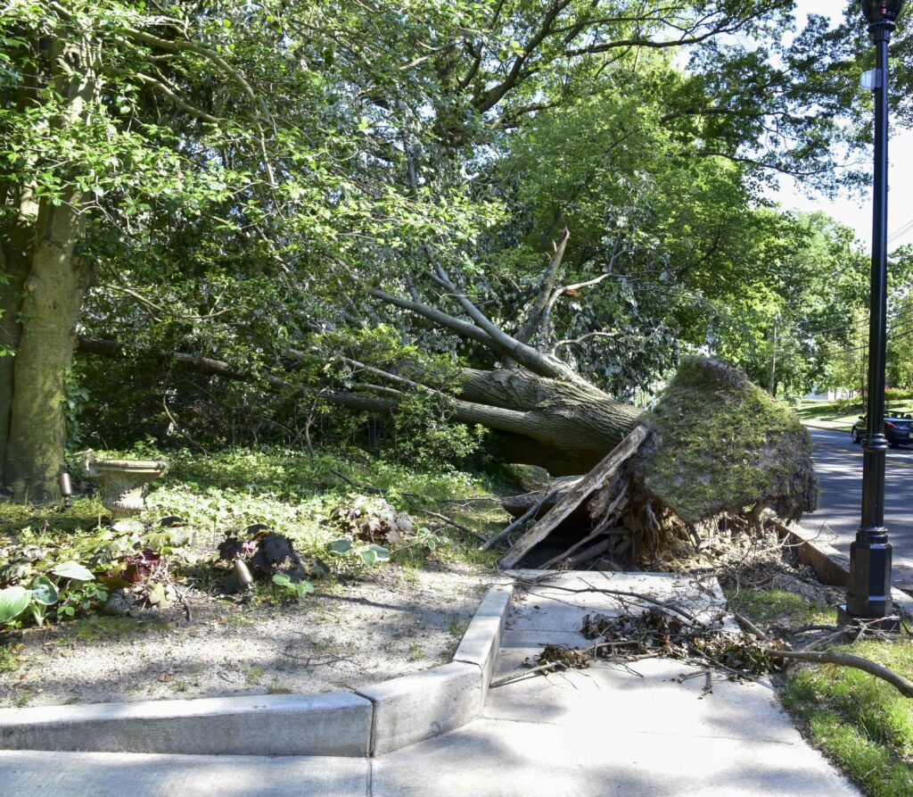 Arborist Tree Inspections