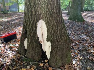 Tree Health & Safety inspections