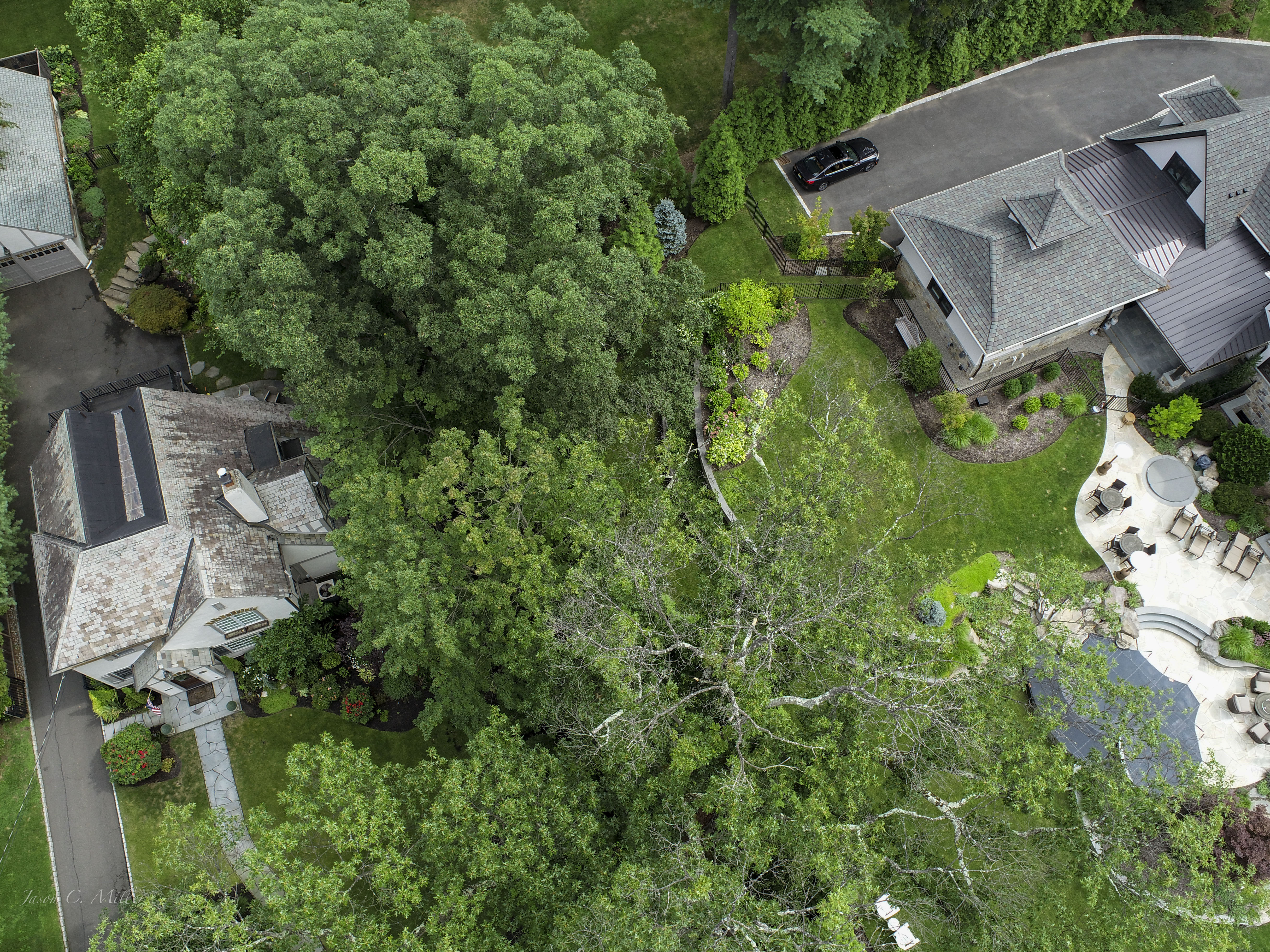 Tree Risk