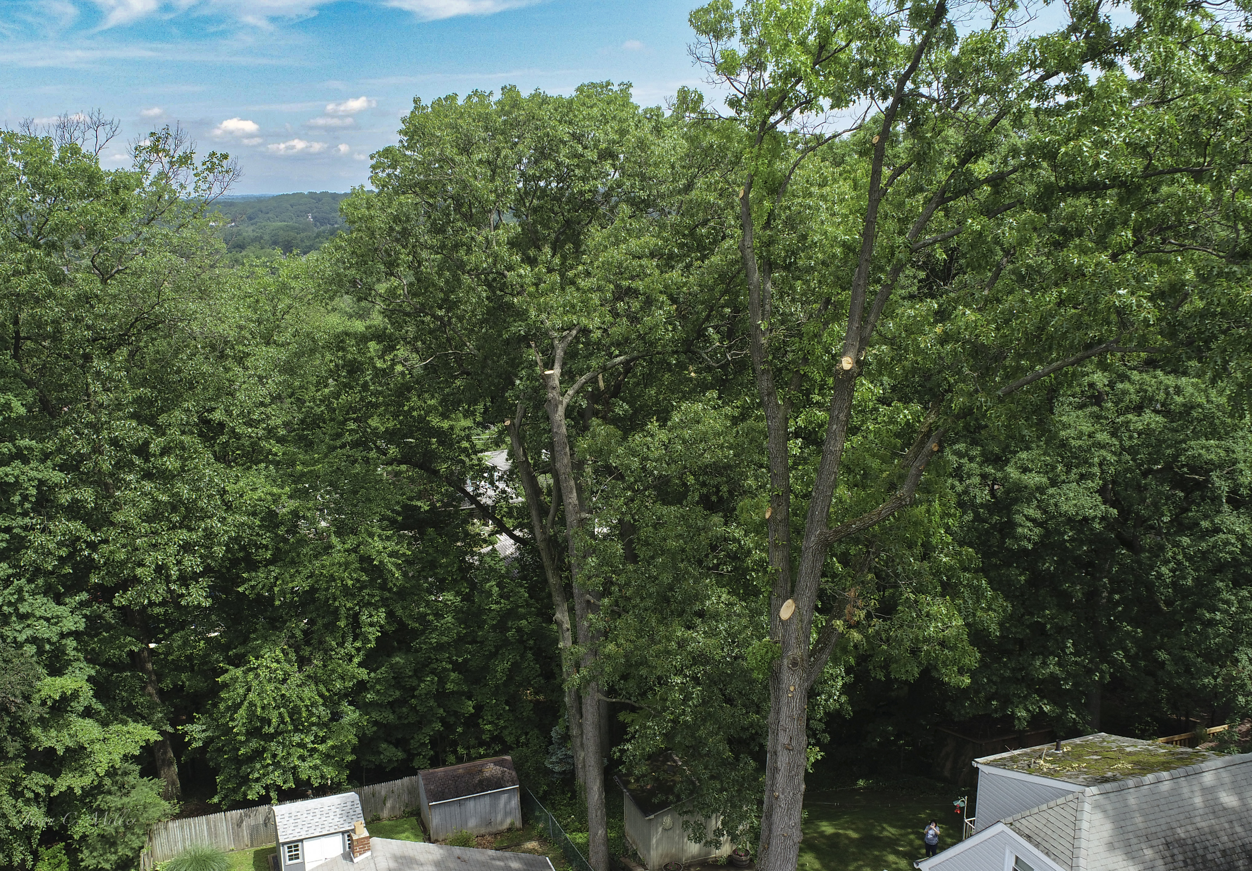 Neighbor disputes regarding trees