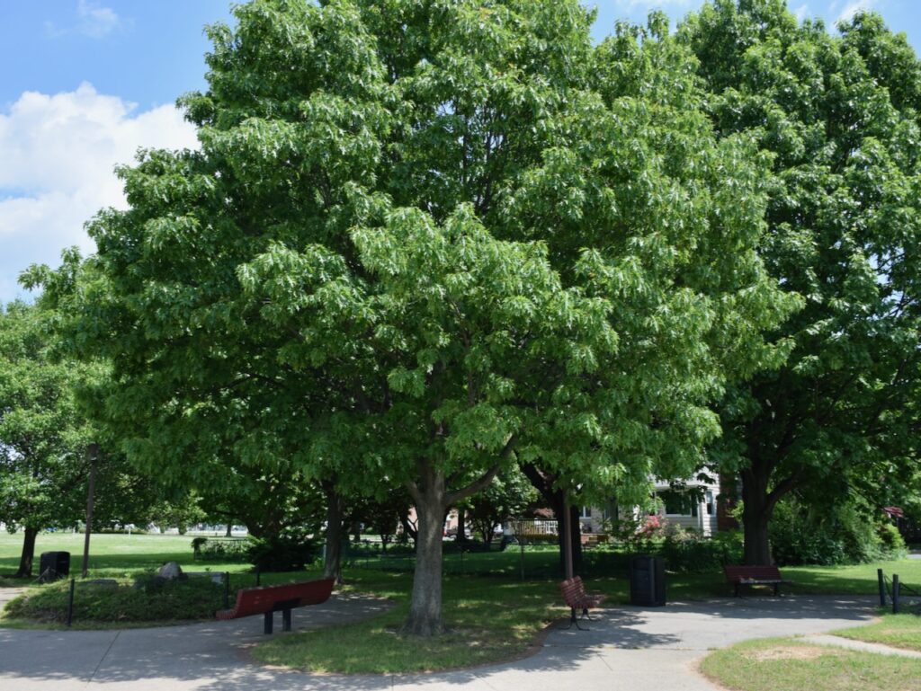 The benefits of trees in urban settings are remarkable.
