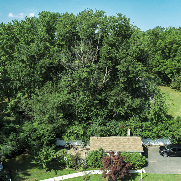 Aerial drone inspection of a neighbor's tree.