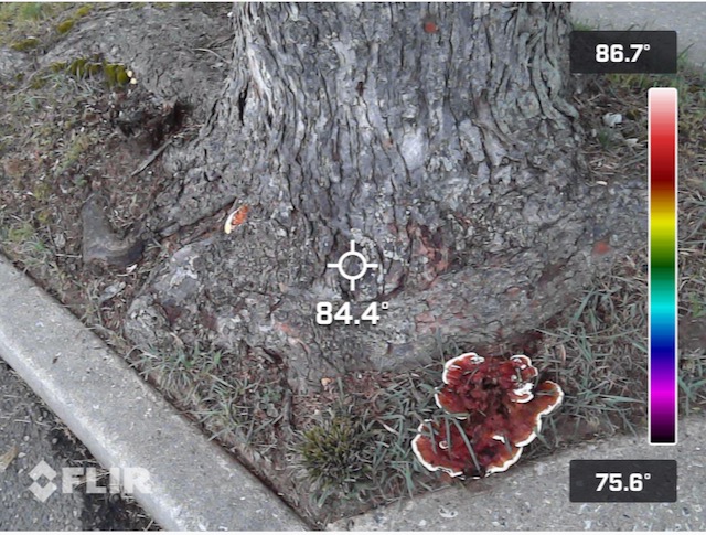 Tree expert witness technology