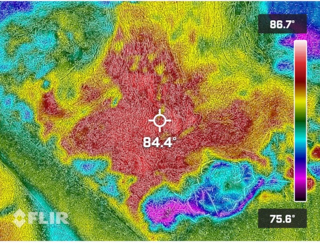 IR Thermography can assist the tree expert witness