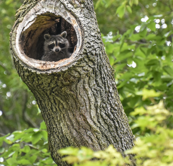 Tree Business Consulting