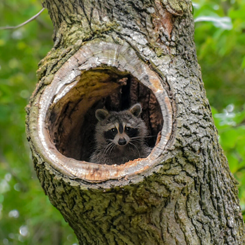 Tree Industry Consultant