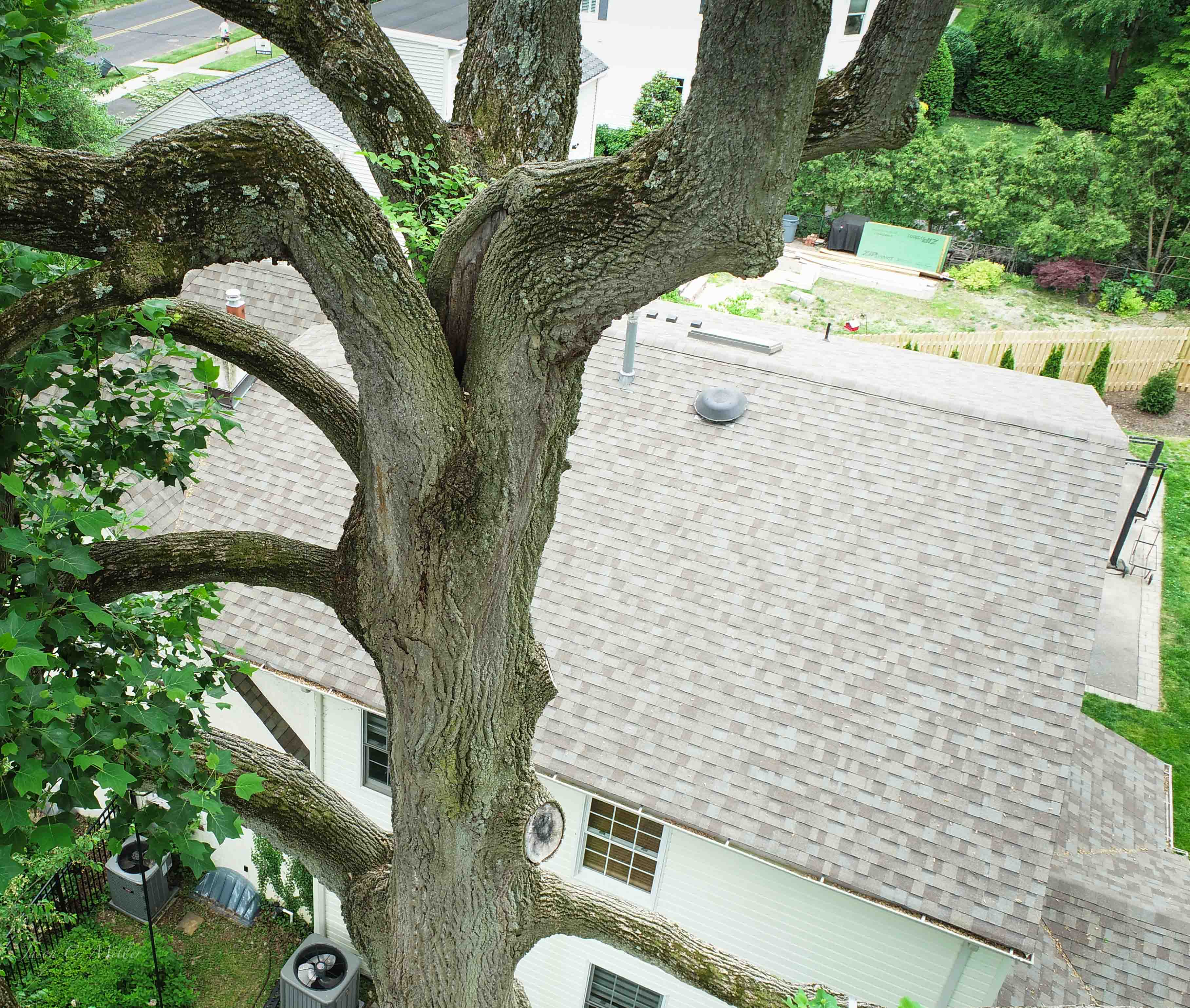Major defect between limbs of this tulip poplar found by using a drone.