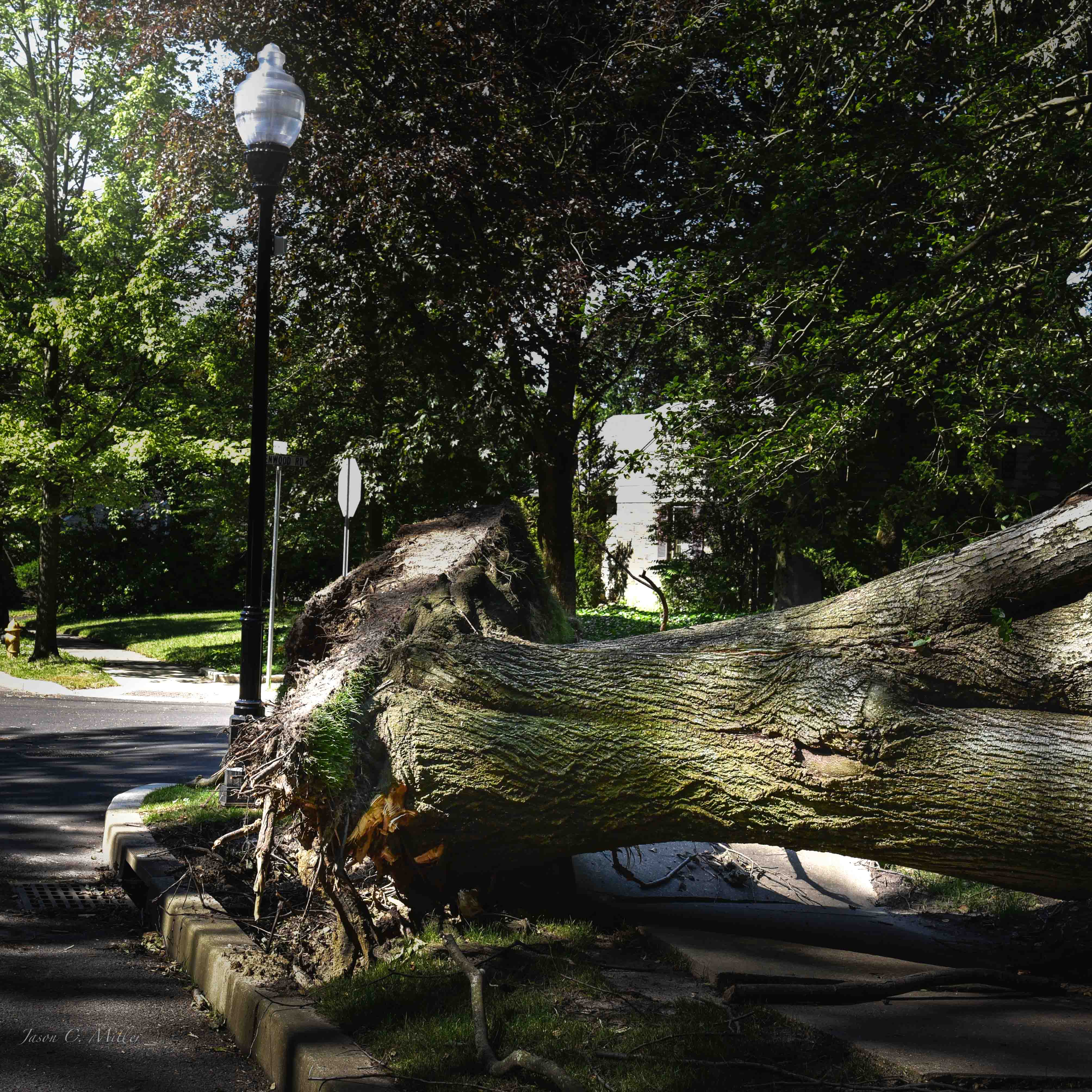 Tree failure next to new sidewalk and curbing