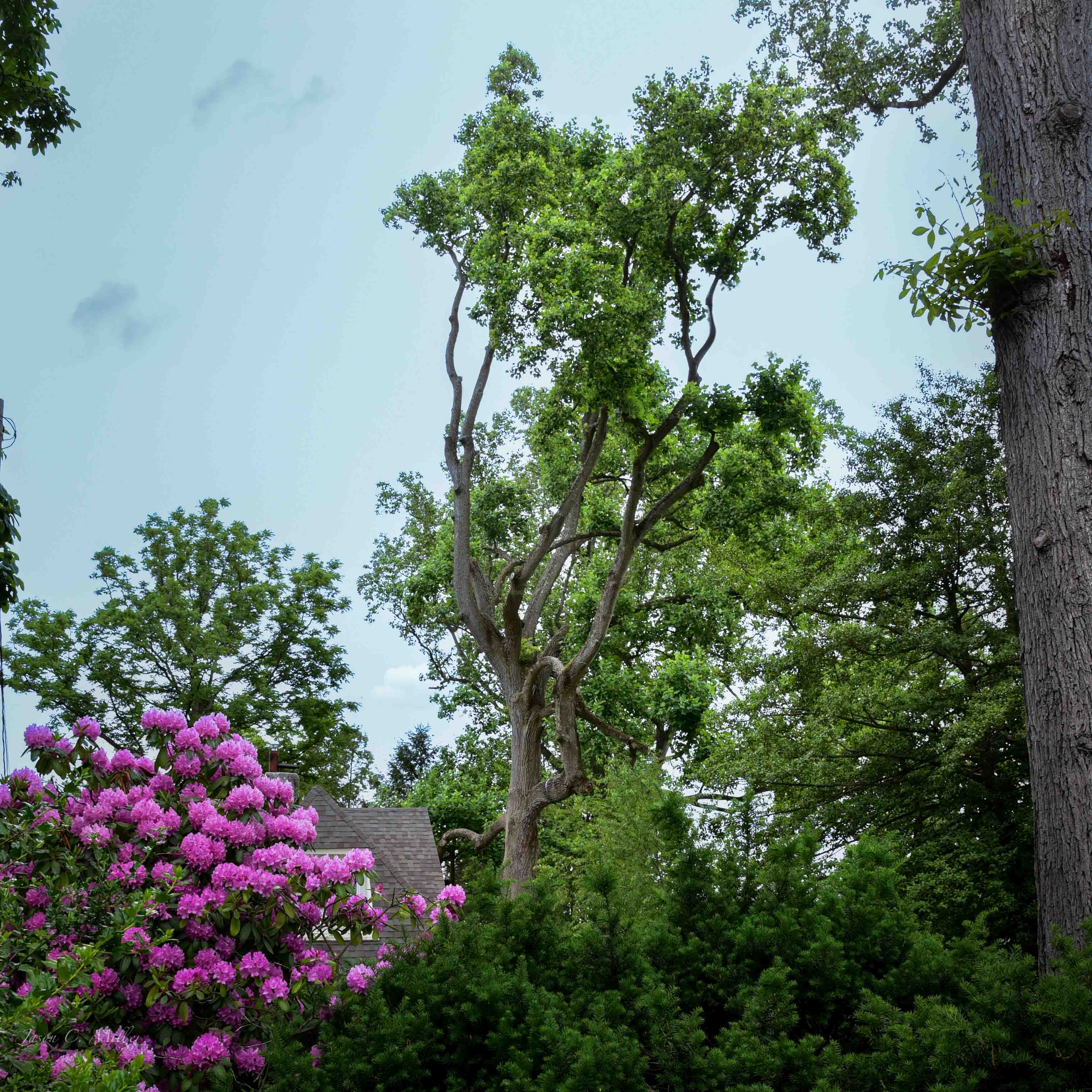 Tree Evaluation Service to determine risk
