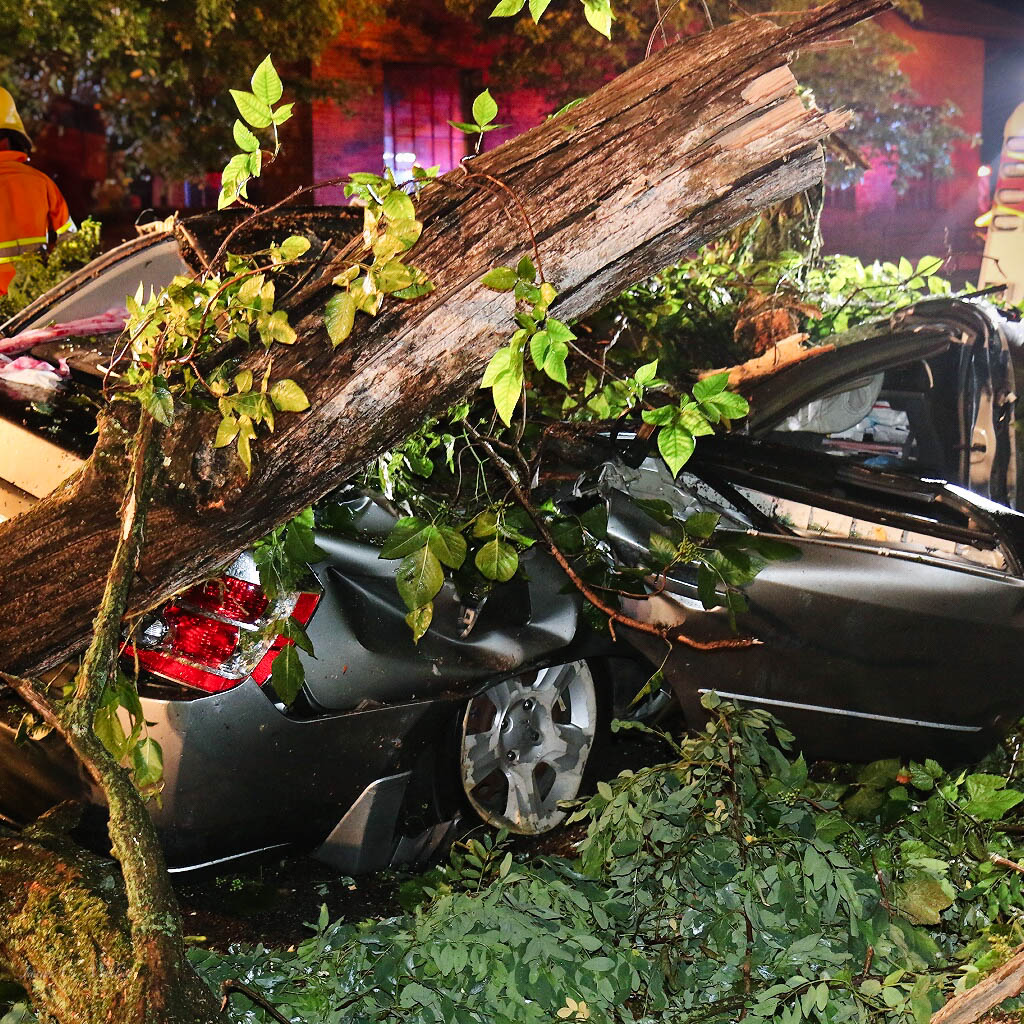 Forensic Arboriculture