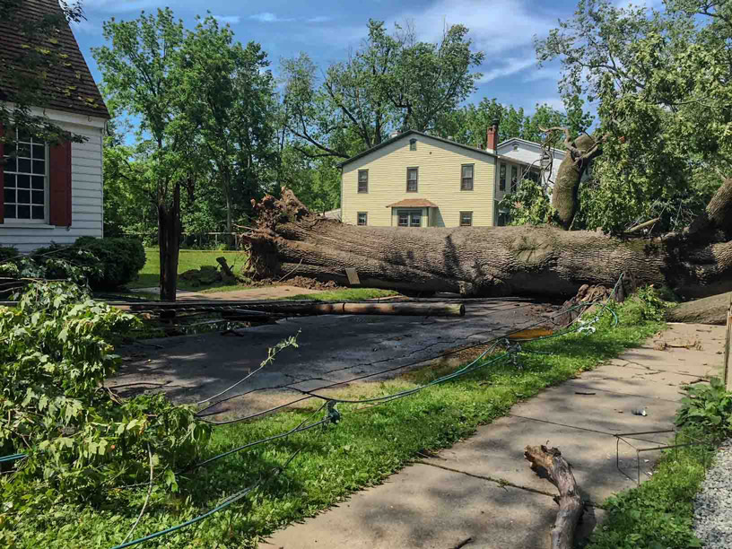 Tree failure analysis of root plate failure causing property damage