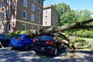 Large tree failure impacting parked vehicles, showing trunk failure and resulting property damage near residential building